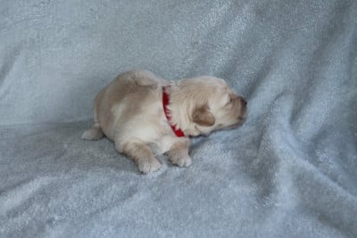 Les chiots de Golden Retriever