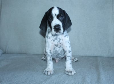 Les chiots de Braque d'Auvergne