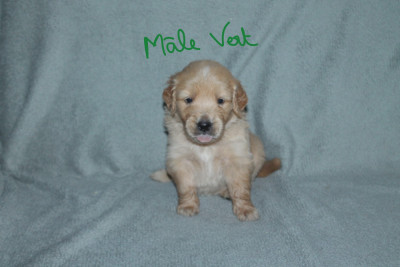Les chiots de Golden Retriever