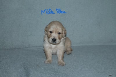 Les chiots de Golden Retriever