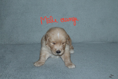 Les chiots de Golden Retriever