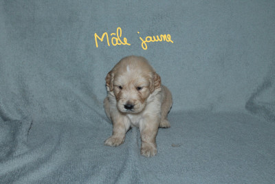 Les chiots de Golden Retriever