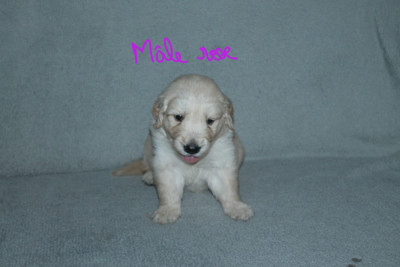 Les chiots de Golden Retriever