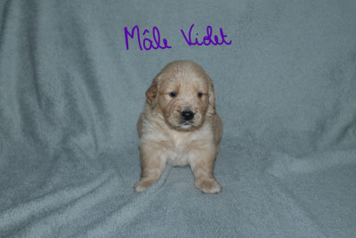 Les chiots de Golden Retriever