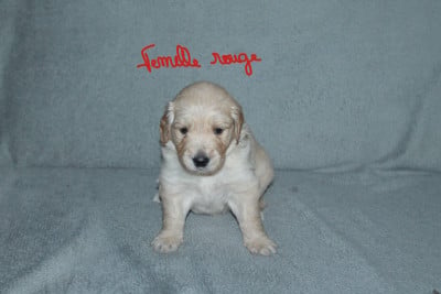 Les chiots de Golden Retriever