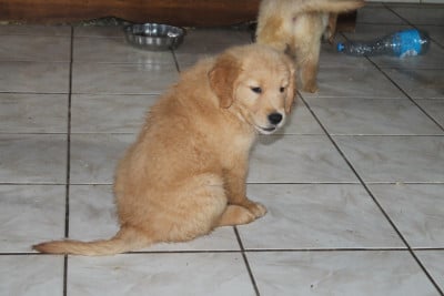 Les chiots de Golden Retriever