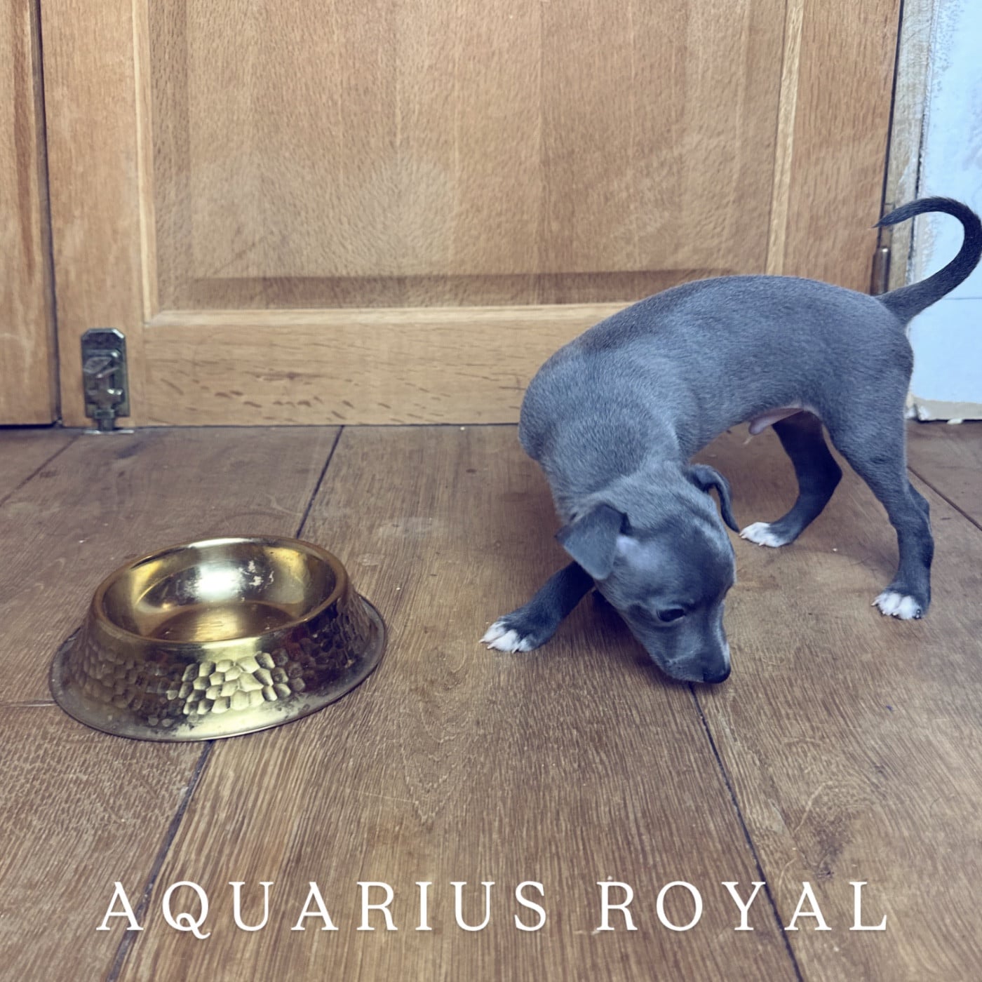 Aquarius Royal - Petit Levrier Italien