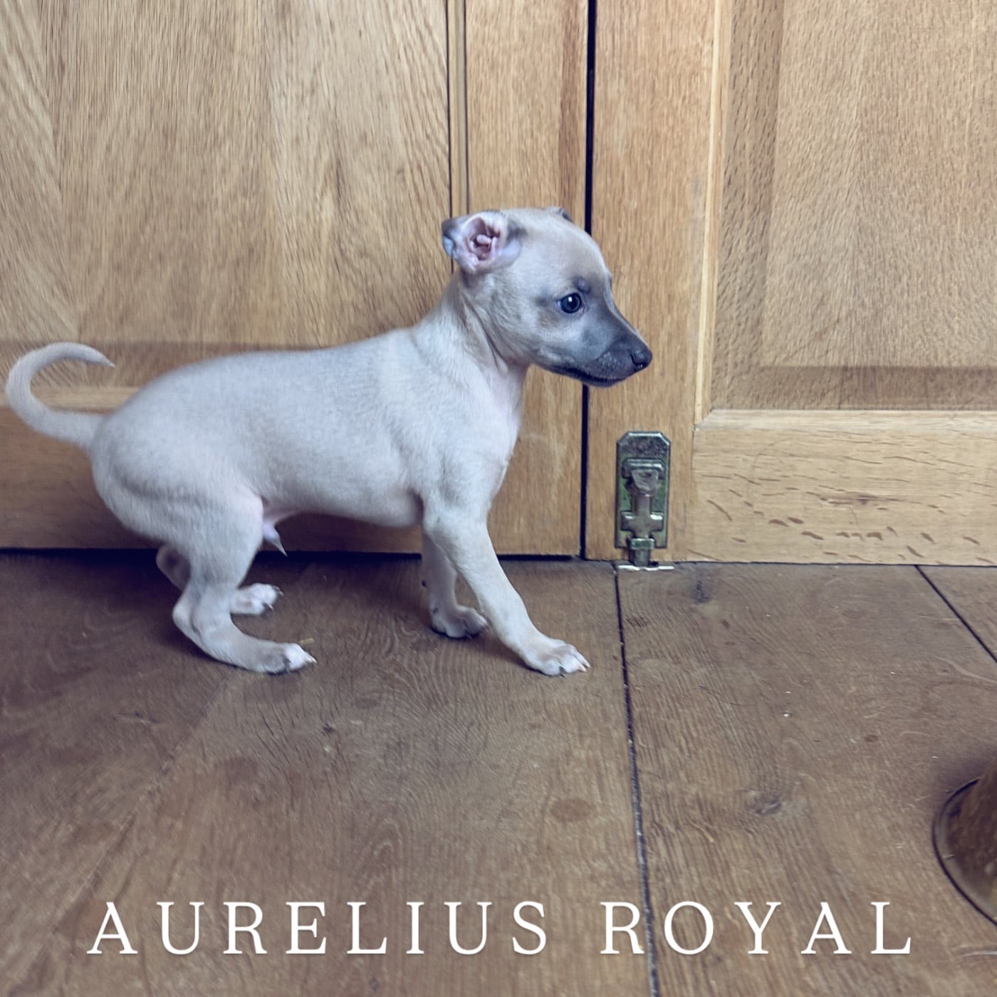 Aurelius Royal - Petit Levrier Italien