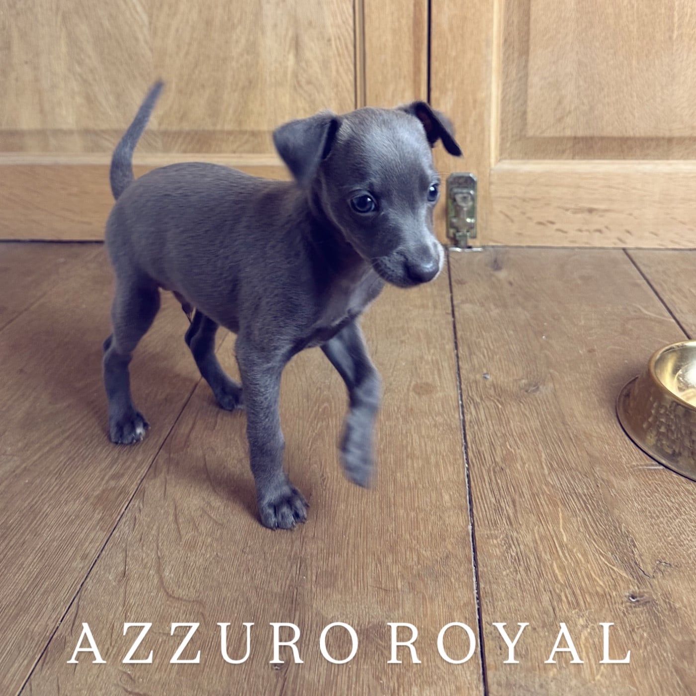 Azzuro Royal - Petit Levrier Italien