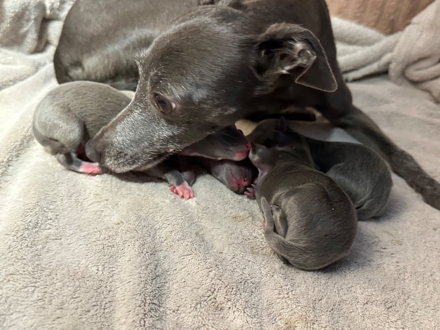 Petit Levrier Italien - De La Squadra D'Elite