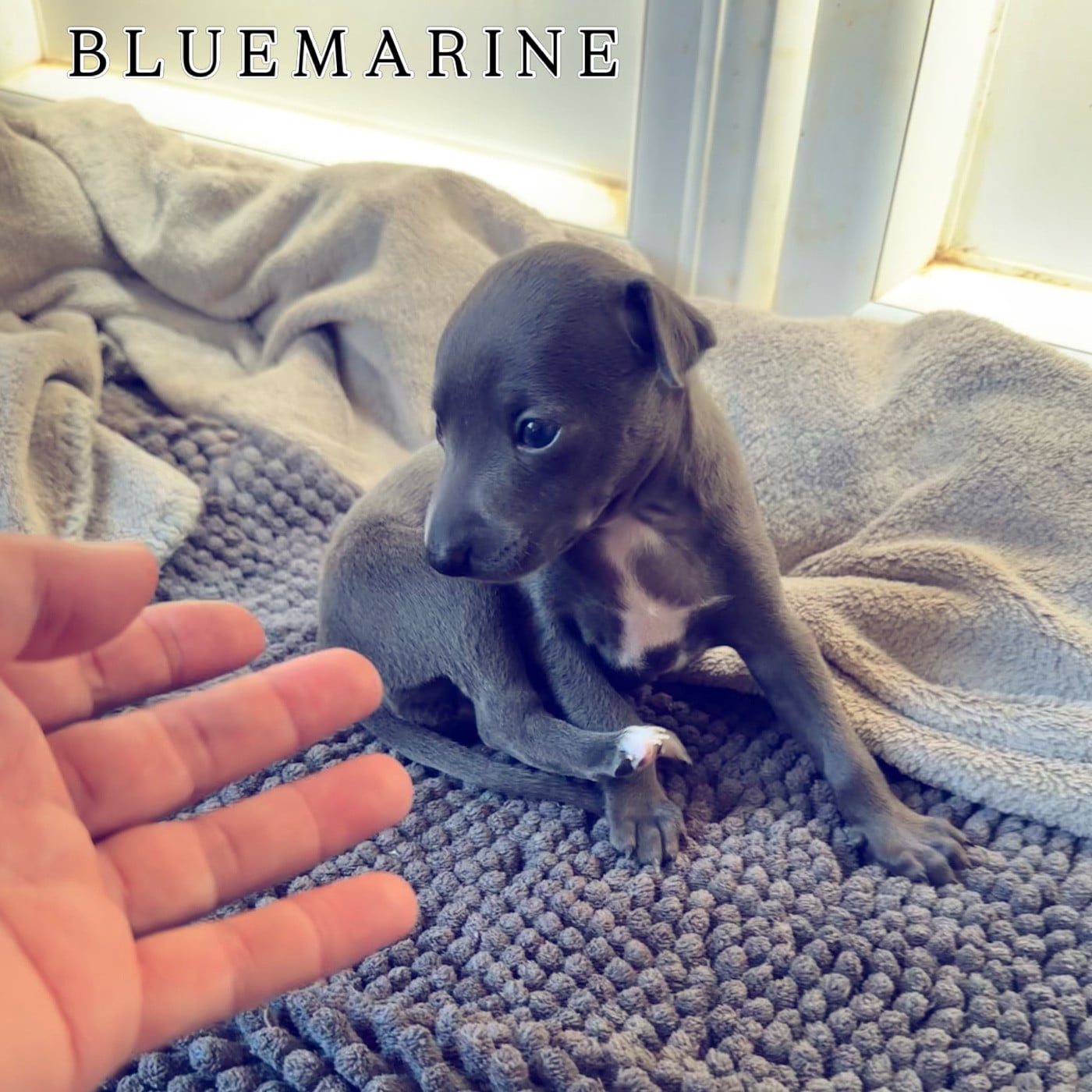 Bluemarine Kabuki