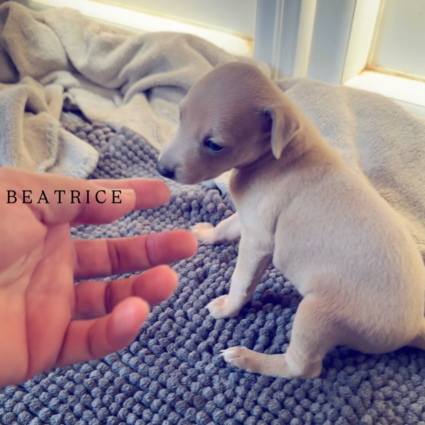 Beatrice Kabuki
