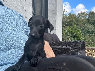 Les chiots de Petit Levrier Italien