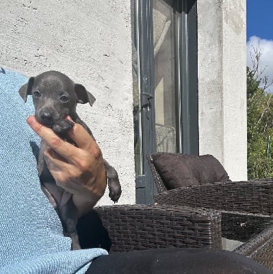 Les chiots de Petit Levrier Italien