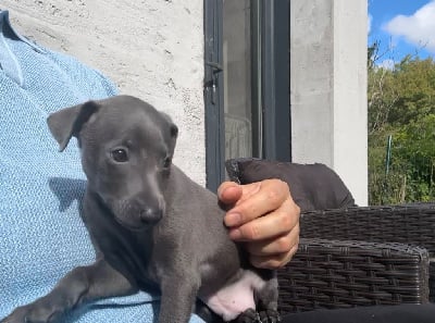 Les chiots de Petit Levrier Italien