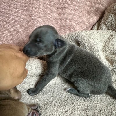 Les chiots de Petit Levrier Italien