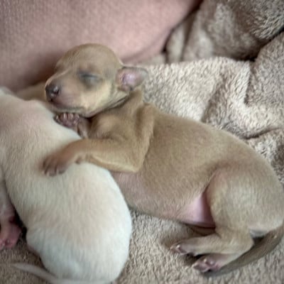 Les chiots de Petit Levrier Italien