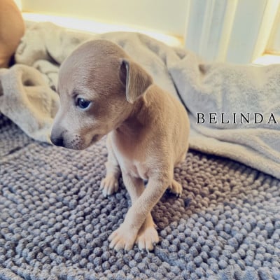 Les chiots de Petit Levrier Italien