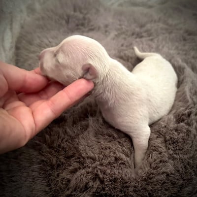 Les chiots de Petit Levrier Italien
