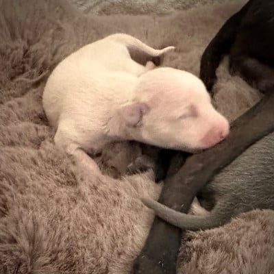 Les chiots de Petit Levrier Italien