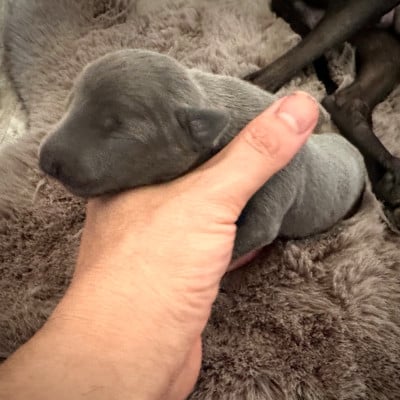 Les chiots de Petit Levrier Italien