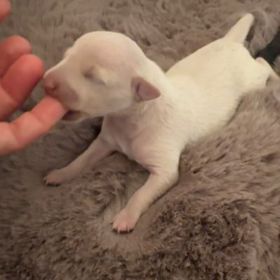 Les chiots de Petit Levrier Italien