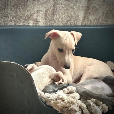 Les chiots de Petit Levrier Italien