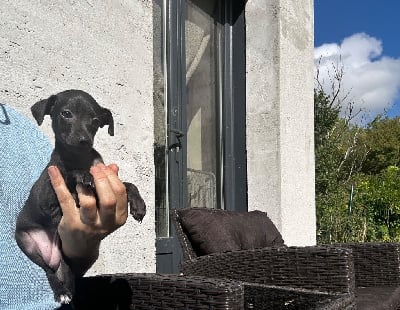 Les chiots de Petit Levrier Italien