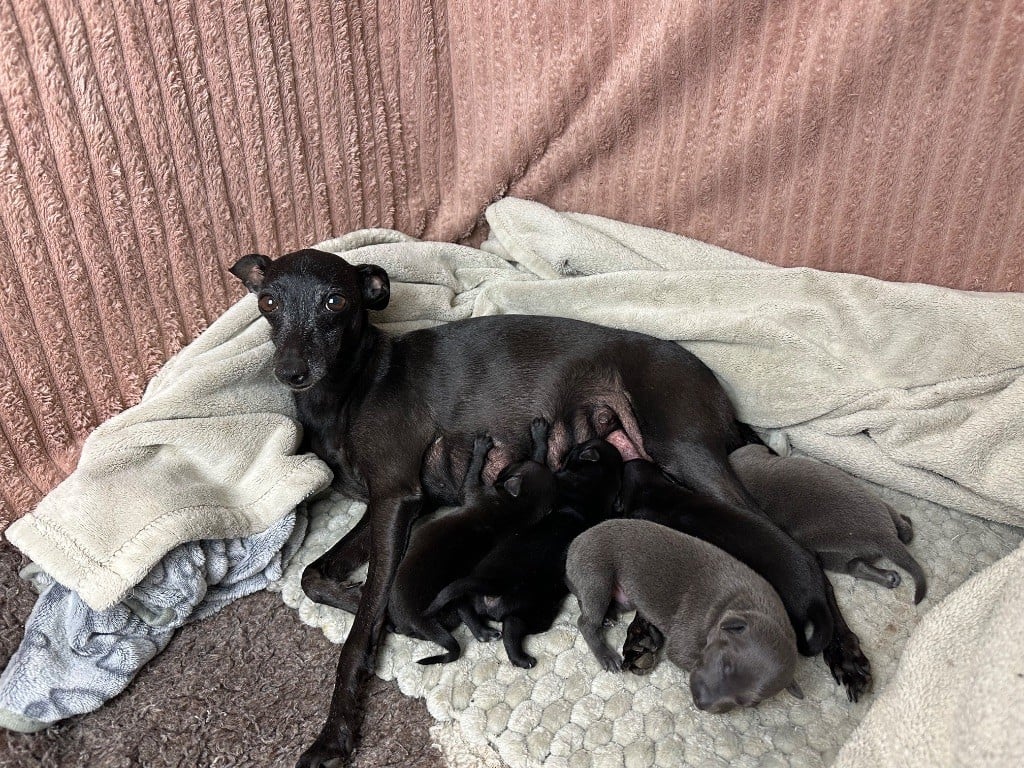 Petit Levrier Italien - De La Squadra D'Elite