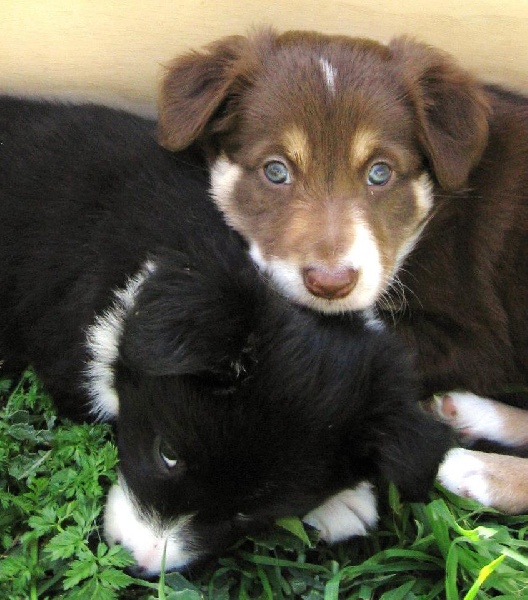 Publication : Des Corbières Pastorales