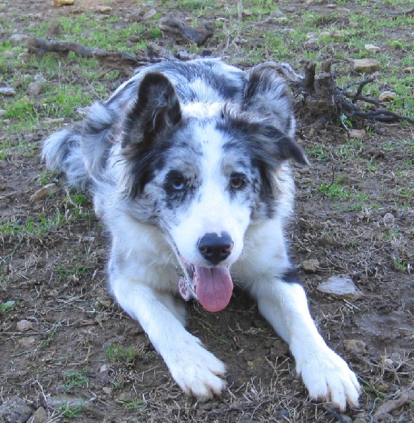 Publication : Des Corbières Pastorales Auteur : propriétaire