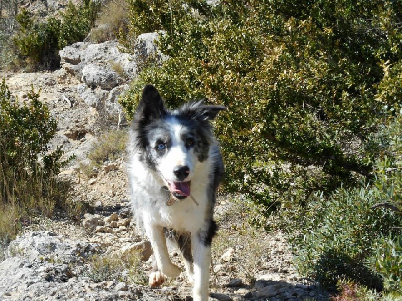 Publication : Des Corbières Pastorales Auteur : propriétaire