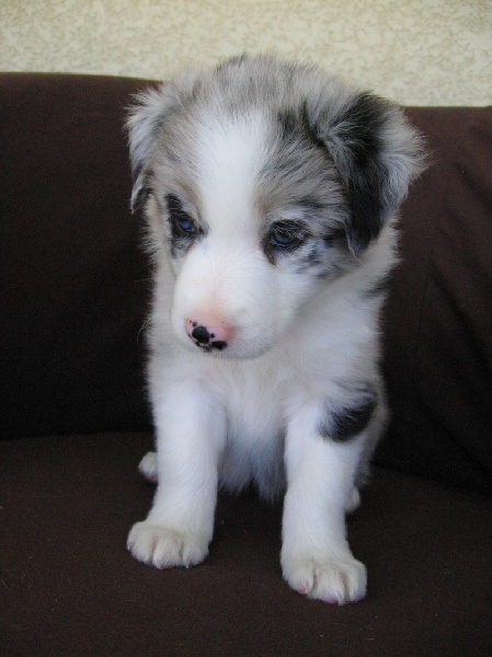 Publication : Des Corbières Pastorales Auteur : propriétaire