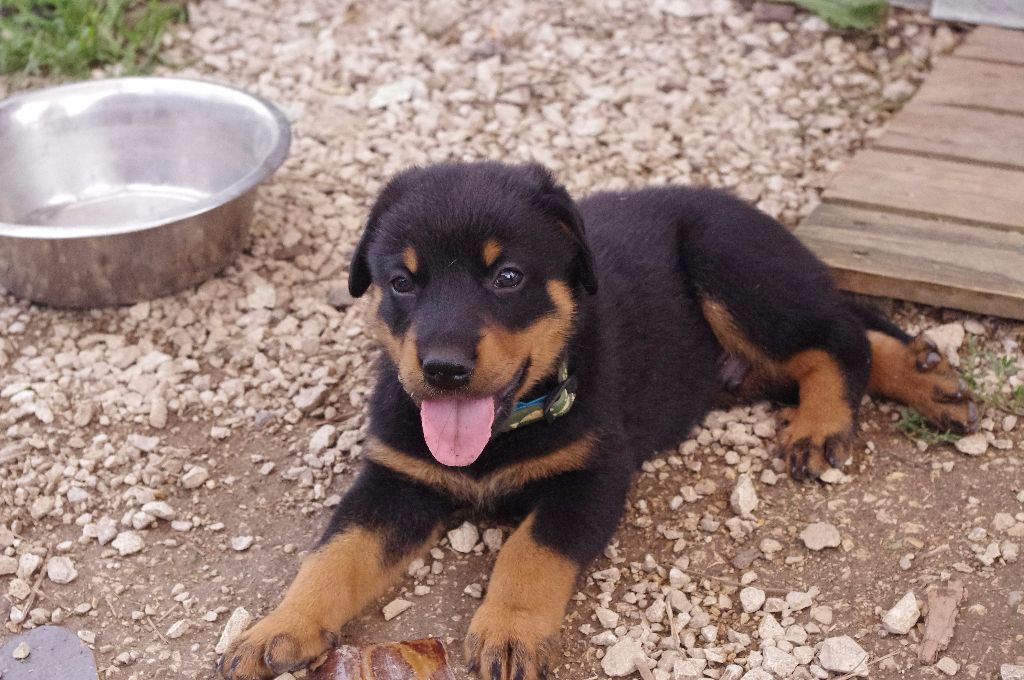 Chiot Elevage De La Grange Dhollybug Eleveur De Chiens