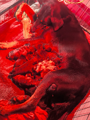 Les chiots de Berger de Beauce