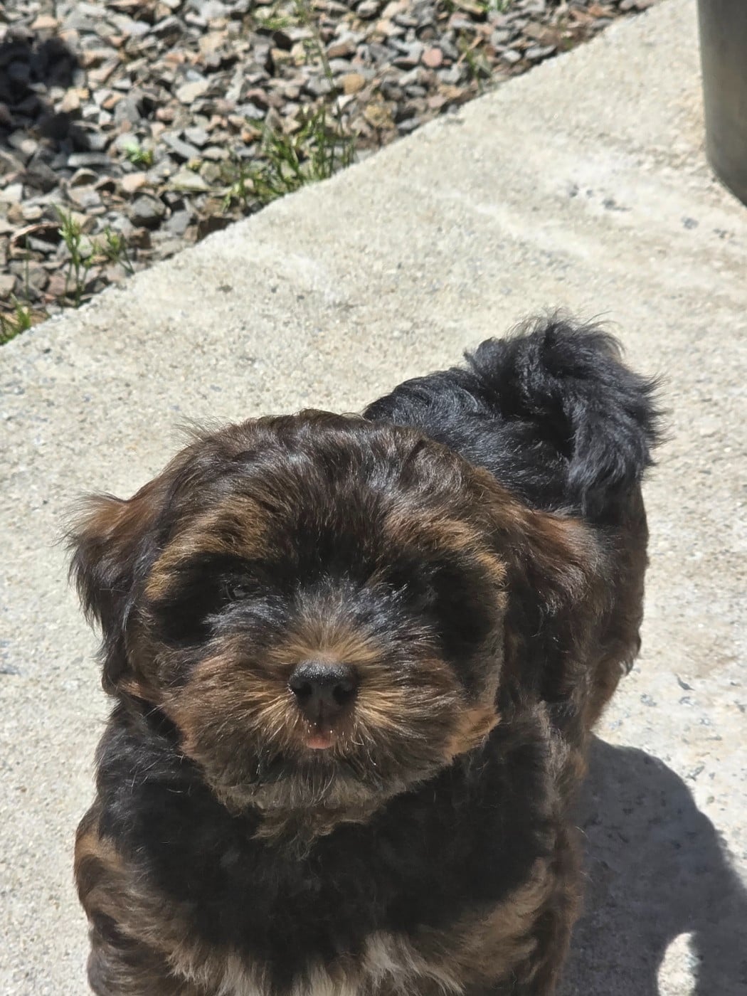 CHIOT 3