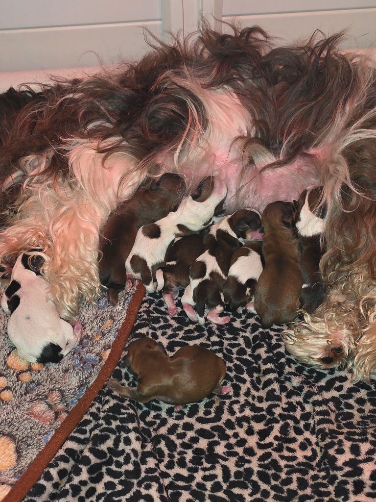 Bichon Havanais - Du Rocher De La Haute Vilaine