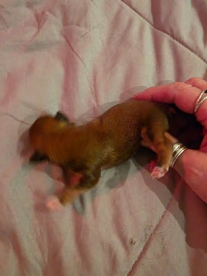 Les chiots de Bichon Havanais