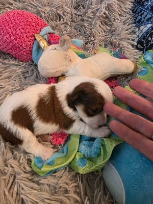 Les chiots de Bichon Havanais