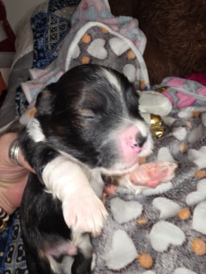 Les chiots de Bichon Havanais