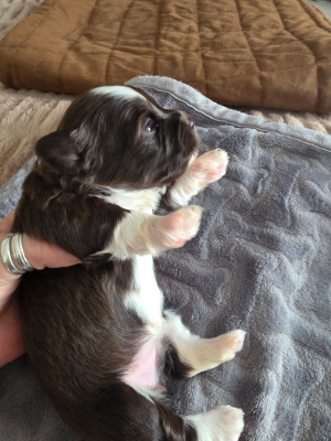 Les chiots de Bichon Havanais