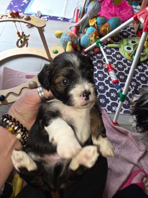 Les chiots de Bichon Havanais