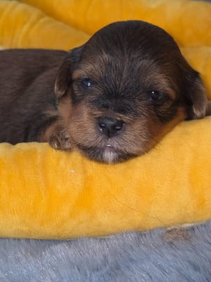 Les chiots de Bichon Havanais