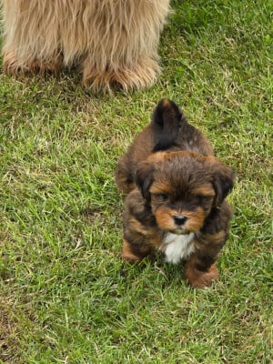 Les chiots de Bichon Havanais