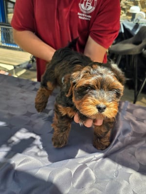 Les chiots de Bichon Havanais
