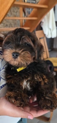Les chiots de Bichon Havanais