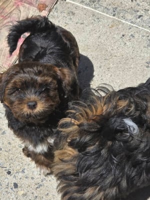 Les chiots de Bichon Havanais