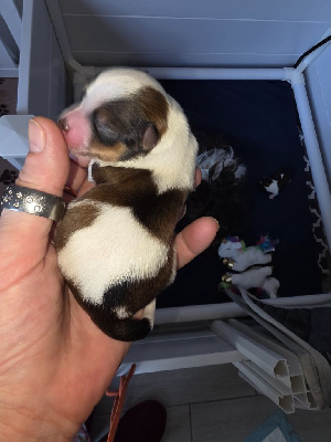 Les chiots de Bichon Havanais