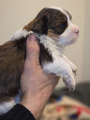 Les chiots de Bichon Havanais