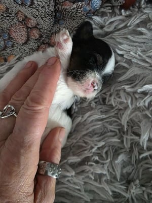 Les chiots de Bichon Havanais